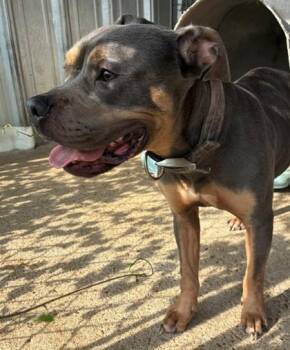 Gary -  Pit Bull Terrier and Mixed Breed Dog for Adoption in West Memphis, Arkansas - Gary | PetCurious