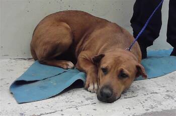 Labrador Retriever and Mixed Breed Dogs Available for Adoption - ALMOND | PetCurious