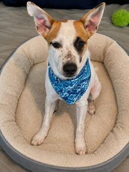 Fox terrier pup -  Smooth Fox Terrier Dog for Adoption in Mount Laurel Township, New Jersey - Fox Terrier Pup | PetCurious