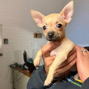 Nonnie -  Mixed Breed Dog for Adoption in Pittsburgh, Pennsylvania - Nonnie | PetCurious