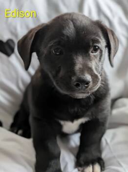 Edison -  Labrador Retriever Dog for Adoption in Littleton, Colorado - Edison | PetCurious