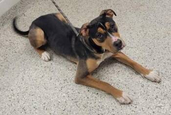 American Bulldog and Mixed Breed Dogs Available for Adoption - Harold | PetCurious