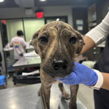 John Deere -  Feist and Mixed Breed Dog for Adoption in Tampa, Florida - John Deere | PetCurious