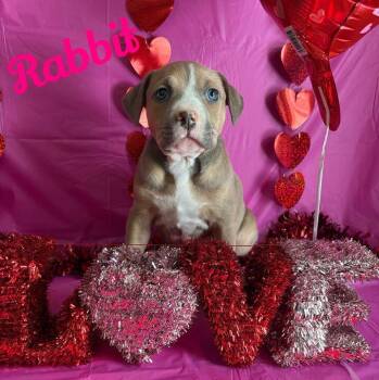 American Bully Dogs Available for Adoption - Rabbit | PetCurious