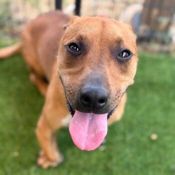 Bogart -  Dachshund Dog for Adoption in St. Augustine, Florida - Bogart | PetCurious