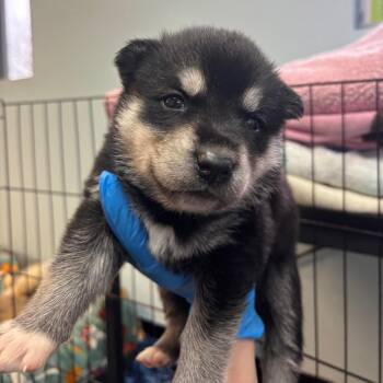 Mixed Breed Dogs Available for Adoption - Queso | PetCurious