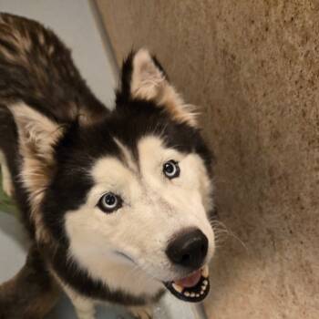 Rescue Husky Dogs for Adoption in Pennsville Township, New Jersey - Osito | PetCurious