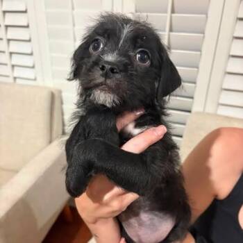 Hudson -  Pug and Terrier Dog for Adoption in Alma, Wisconsin - Hudson | PetCurious