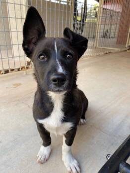 Rescue Terrier Dogs for Adoption in Kerrville, Texas - Shortstack | PetCurious