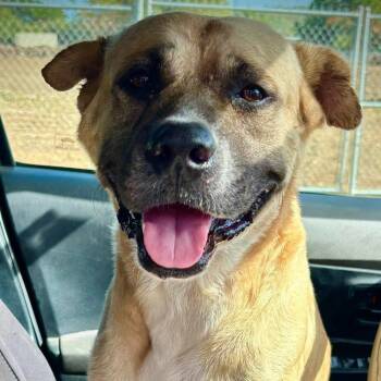 Rescue Mixed Breed Dogs for Adoption in Frederiksted, St. Croix - Fred | PetCurious
