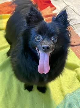 Roxie -  Pomeranian Dog for Adoption in Lacon, Illinois - Roxie | PetCurious