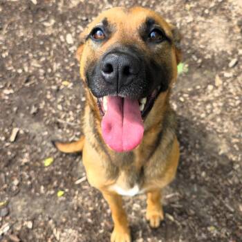 German Shepherd Dog Dogs Available for Adoption in Michigan City, Indiana - Mouse | PetCurious