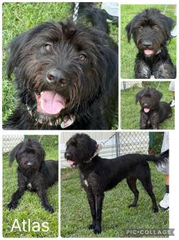 Atlas -  Labradoodle Dog for Adoption in Enterprise, Alabama - Atlas | PetCurious