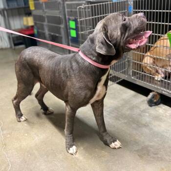 Scarecrow -  Mixed Breed Dog for Adoption in Pauls Valley, Oklahoma - Scarecrow | PetCurious
