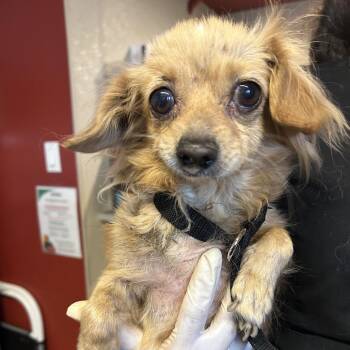 IVHS-Stray-141589 -  Chihuahua Dog for Adoption in San Gabriel, California - IVHS-Stray-141589 | PetCurious