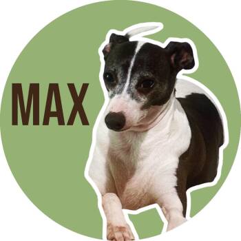 Italian Greyhound Dogs Available for Adoption in Fort Worth, Texas - Max | PetCurious
