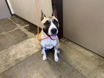 Pit Bull Terrier Dogs Available for Adoption in Ontario, California - ASPEN | PetCurious