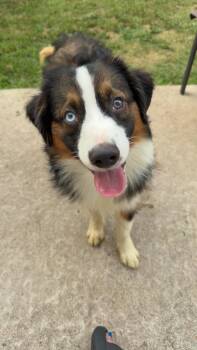 Cayenne -  Australian Shepherd Dog for Adoption in Minneapolis, Minnesota - Cayenne | PetCurious
