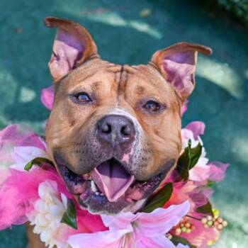 Mixed Breed Dogs Available for Adoption in Chamblee, Georgia - Rubeus | PetCurious
