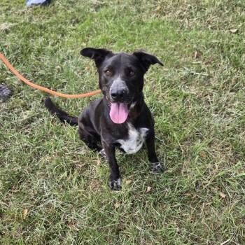 Collie and Mixed Breed Dogs Available for Adoption - Lottie | PetCurious