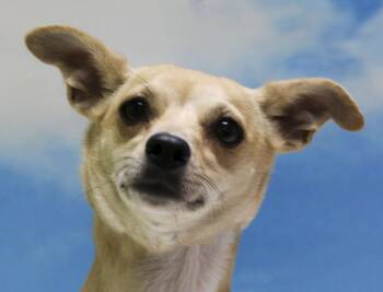 Rescue Chihuahua Dogs for Adoption in Casa Grande, Arizona - Suka | PetCurious