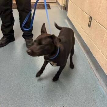 Velvet Thunder A2335946 -  Labrador Retriever and Mixed Breed Dog for Adoption in West Palm Beach, Florida - Velvet Thunder A2335946 | PetCurious