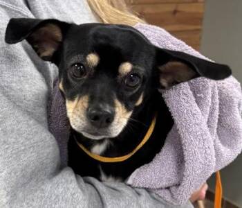 June Cash 1596-26 -  Chihuahua and Mixed Breed Dog for Adoption in Cumming, Georgia - June Cash 1596-26 | PetCurious