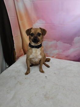 Rescue Chihuahua and Terrier Dogs for Adoption in Metairie, Louisiana - Nelle | PetCurious