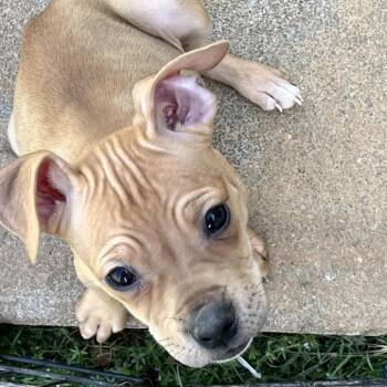 American Staffordshire Terrier and Mixed Breed Dogs Available for Adoption in Cartersville, Georgia - Taffy-Purple | PetCurious