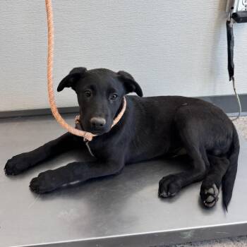 Mixed Breed Dogs Available for Adoption in Parker, Colorado - 598 (2026) Finnick | PetCurious