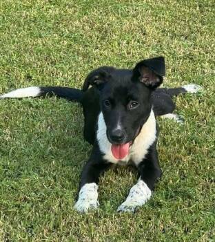 Pablo D. -  Border Collie Dog for Adoption in Parker, Colorado - Pablo D. | PetCurious
