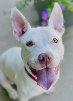 Rescue Pit Bull Terrier Dogs for Adoption in Citrus Heights, California - Noodle | PetCurious