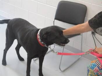 RALEIGH -  Labrador Retriever Dog for Adoption in Ocala, Florida - RALEIGH | PetCurious