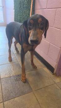 61502999 -  Doberman Pinscher and Mixed Breed Dog for Adoption in El Paso, Texas - 61502999 | PetCurious
