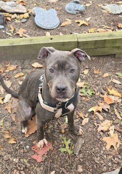 Rescue American Staffordshire Terrier Dogs for Adoption in Sayreville, New Jersey - Squeak | PetCurious