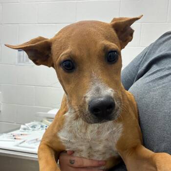 Popcorn -  Cattle Dog and Mixed Breed Dog for Adoption in Corpus Christi, Texas - Popcorn | PetCurious