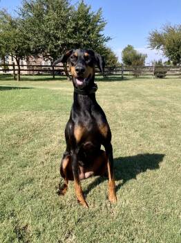 Freya -  Doberman Pinscher Dog for Adoption in Douglasville, Georgia - Freya | PetCurious