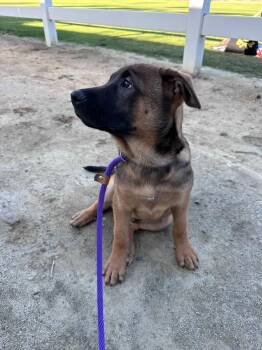 German Shepherd Dog and Belgian Shepherd Malinois Dogs Available for Adoption in Fullerton, California - Chase | PetCurious