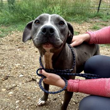 American Staffordshire Terrier Dogs Available for Adoption in Seguin, Texas - Annabelle | PetCurious