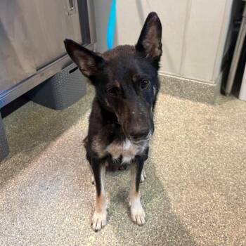 Emer -  Shepherd Dog for Adoption in San Gabriel, California - Emer | PetCurious