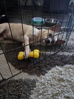 Rescue Chihuahua Dogs for Adoption in San Diego, California - Logan | PetCurious