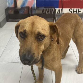 Black Mouth Cur Dogs Available for Adoption in Lufkin, Texas - Roscoe | PetCurious