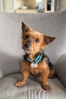Oliver -  Norwich Terrier and Yorkshire Terrier Dog for Adoption in Frisco, Texas - Oliver | PetCurious