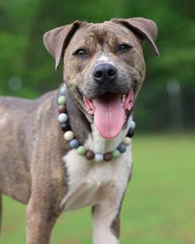 Pickle -  Retriever and Mixed Breed Dog for Adoption in Lake Wylie, South Carolina - Pickle | PetCurious