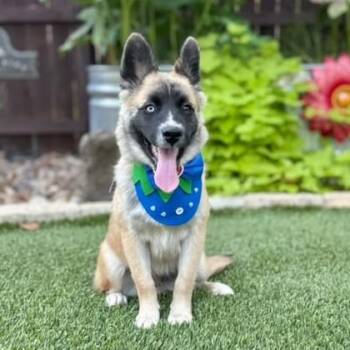 Enzo -  Siberian Husky and Belgian Shepherd Malinois Dog for Adoption in Fairfield, Connecticut - Enzo | PetCurious