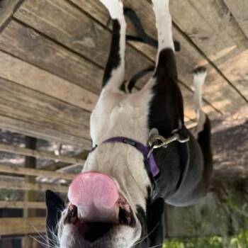 Moonshine (Daisy) -  Mixed Breed Dog for Adoption in Charleston, South Carolina - Moonshine (Daisy) | PetCurious