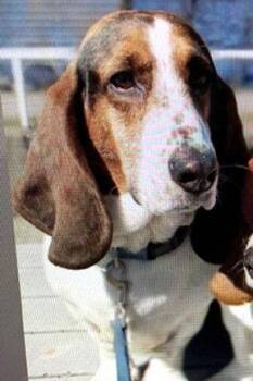 Basset Hound Dogs Available for Adoption in Hamilton, New Jersey - ROMEO - ADOPTION PENDING! | PetCurious