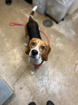 Oscar -  Beagle Dog for Adoption in New Braunfels, Texas - Oscar | PetCurious