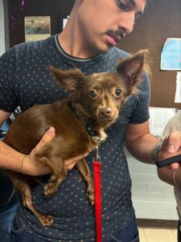 Chihuahua and Mixed Breed Dogs Available for Adoption in Stockton, California - TOOTSIE | PetCurious