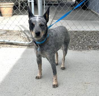 61665837 -  Australian Cattle Dog Blue Heeler Dog for Adoption in Elko, Nevada - 61665837 | PetCurious